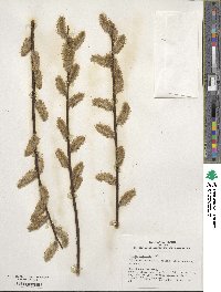 Salix discolor image