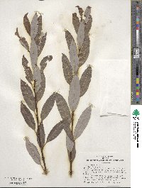 Salix discolor image