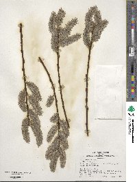 Salix discolor image