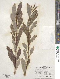 Salix discolor image