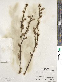 Salix discolor image