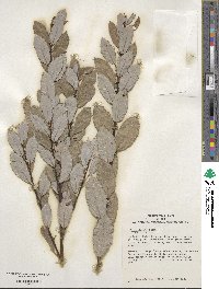 Salix discolor image