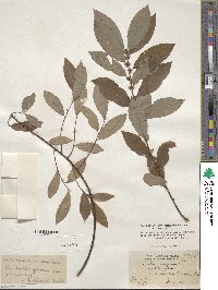 Salix discolor image