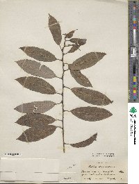 Salix discolor image