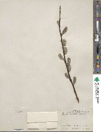 Salix discolor image