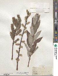 Salix discolor image