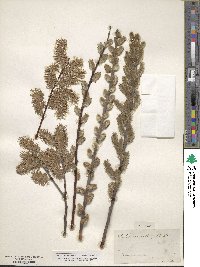 Salix discolor image