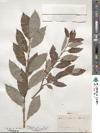 Salix discolor image