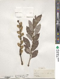 Salix discolor image