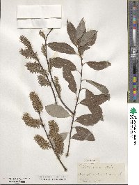 Salix discolor image