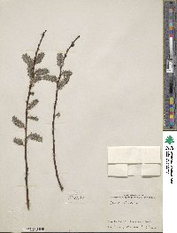 Salix discolor image