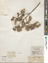 Salix discolor image