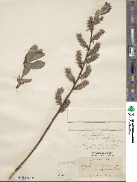 Salix discolor var. eriocephala image