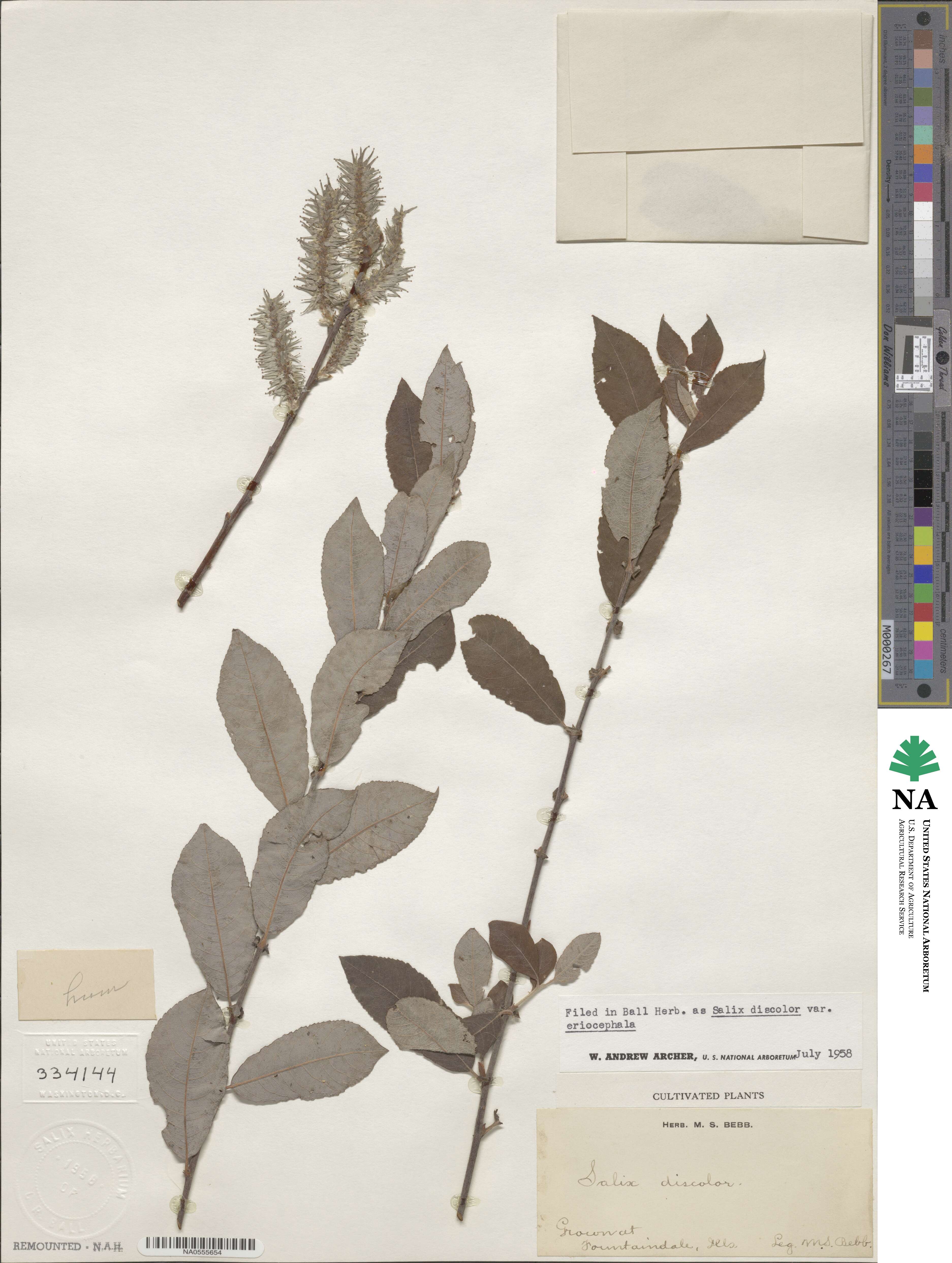 Salix discolor var. eriocephala image