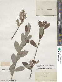 Salix discolor image