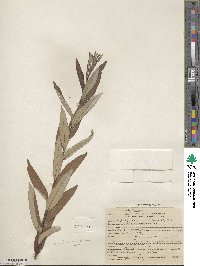 Salix drummondiana subsp. subcoerulea image