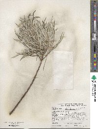 Salix eleagnos image