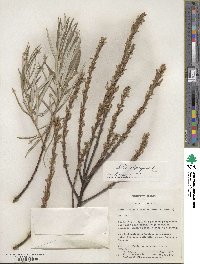 Salix eleagnos image