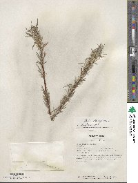 Salix eleagnos image