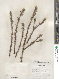 Salix eleagnos image