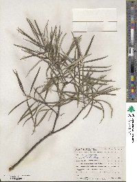 Salix eleagnos image