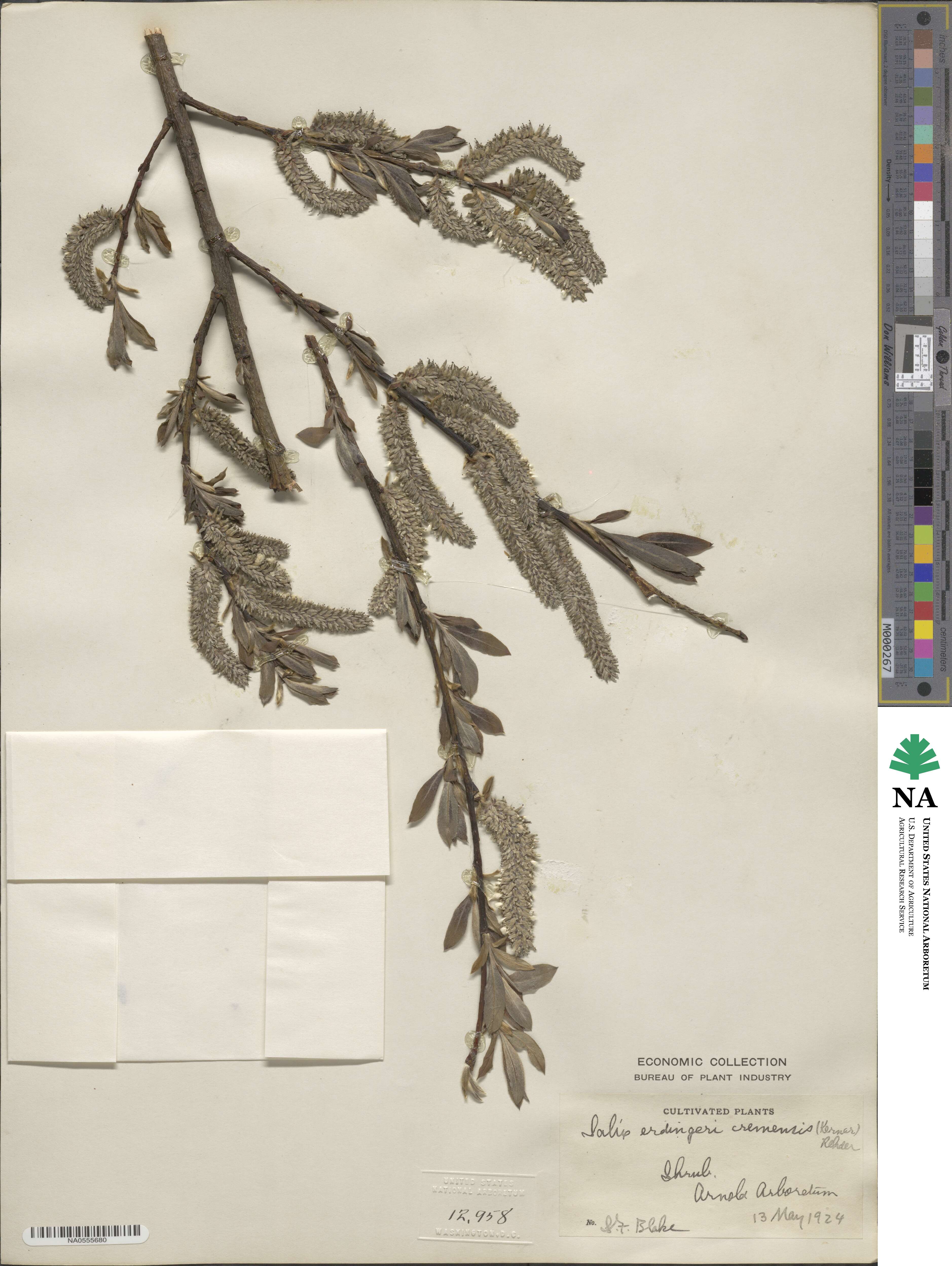 Salix ×erdingeri image