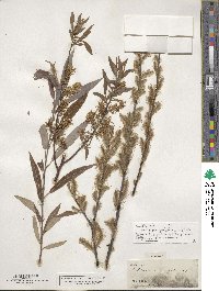 Salix eriocephala image