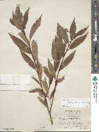 Salix eriocephala image