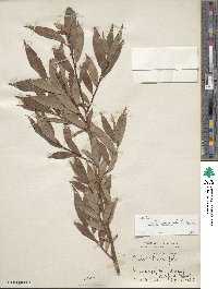 Salix eriocephala image