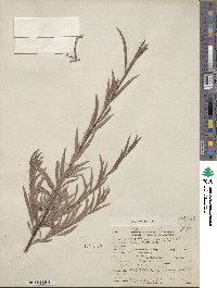 Salix exigua image