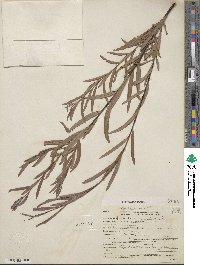 Salix exigua image