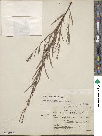 Salix exigua image