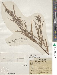 Salix exigua var. nevadensis image