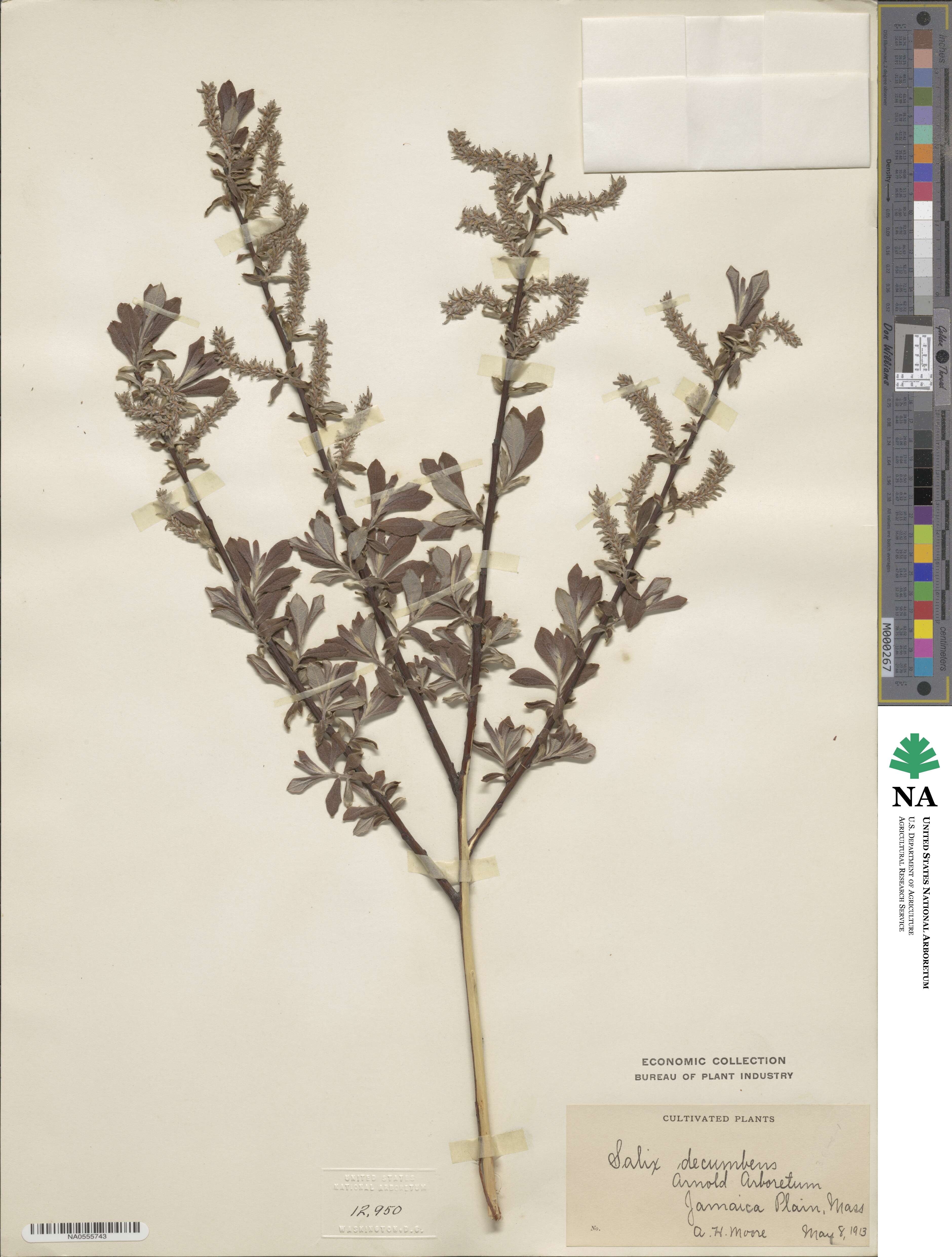 Salix repens subsp. repens image