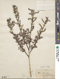 Salix repens subsp. repens image