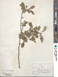 Salix cinerea image