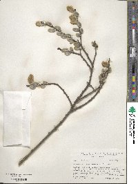 Salix cinerea image