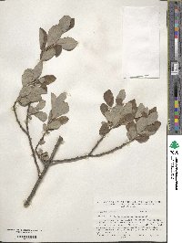 Salix cinerea image