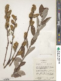 Salix cinerea image