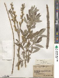 Salix cinerea image