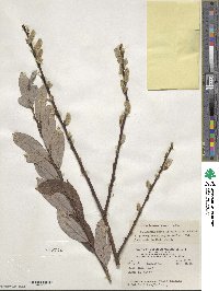 Salix cinerea image