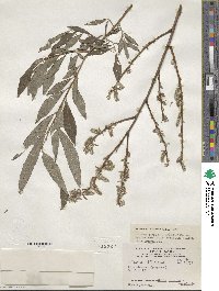 Salix cinerea image