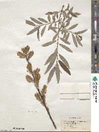 Salix cinerea image