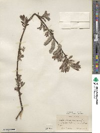 Salix cinerea image