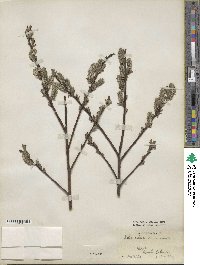 Salix cinerea image