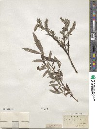 Salix cinerea image