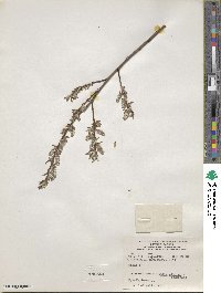 Salix cinerea image