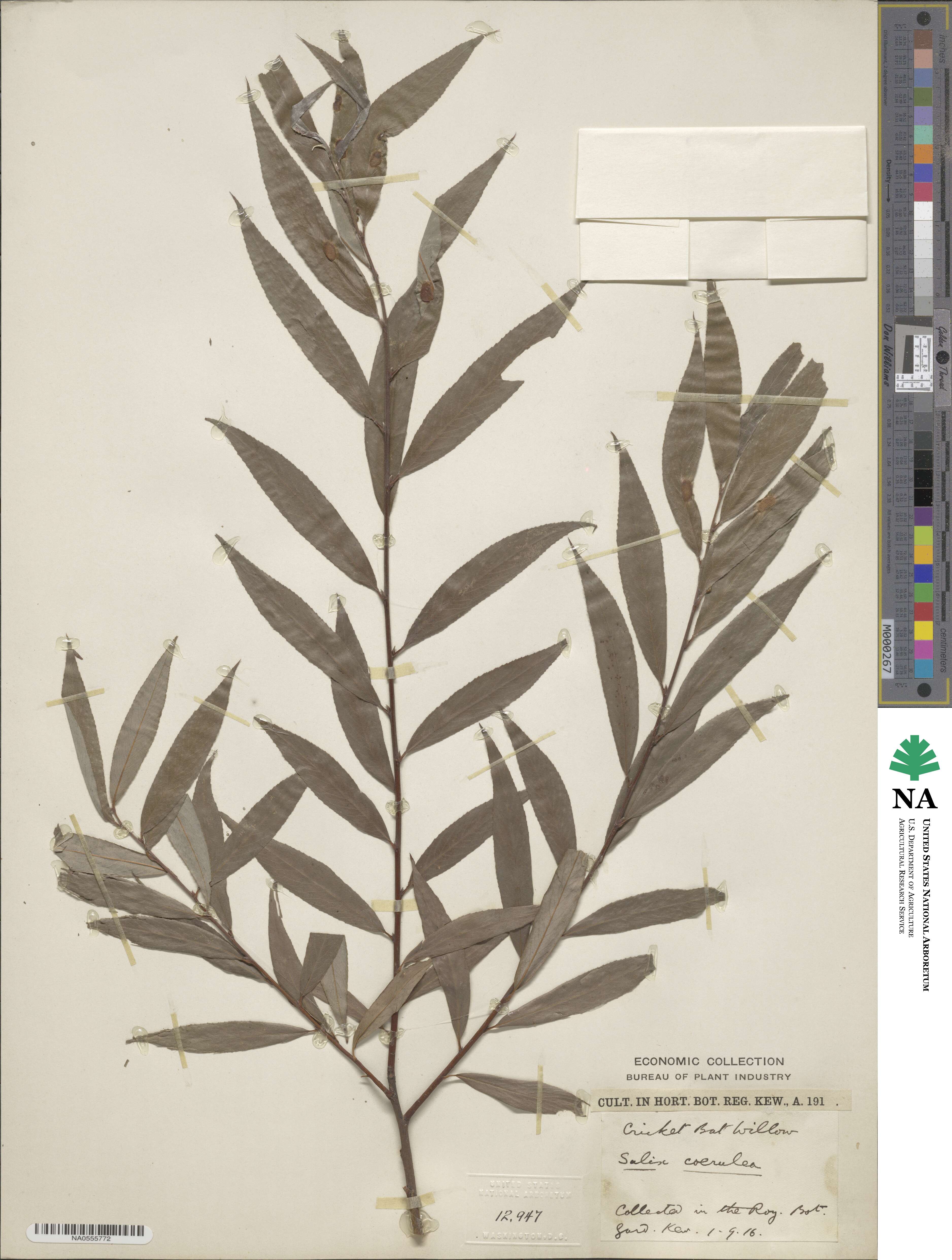 Salix alba subsp. alba image