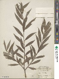 Salix alba subsp. alba image