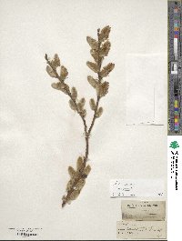 Salix cinerea image